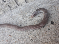 Amphisbaena vermicularis
