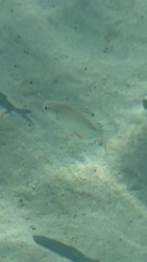 Trachinotus