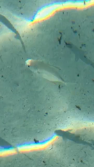 Trachinotus