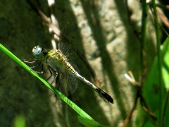 Diplacodes trivialis