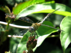 Diplacodes trivialis