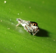 Ptocasius weyersi