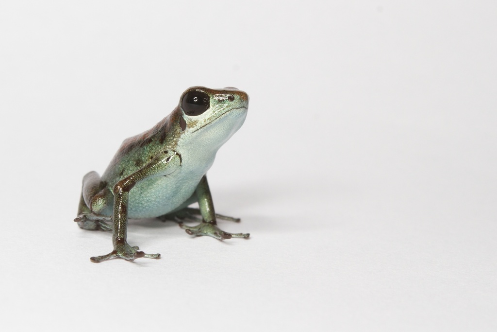 Vicente's Poison Frog