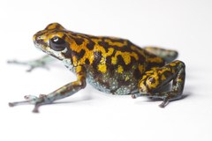 Vicente's Poison Frog photo 2