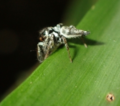 Ptocasius weyersi
