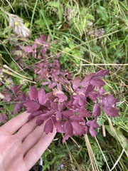 Thalictrum aquilegiifolium