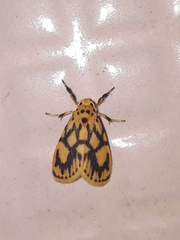 Miltochrista terminospota