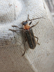 Podabrus flavicollis