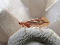 Platycentropus radiatus