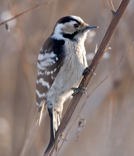 Lesser Spotted Woodpecker