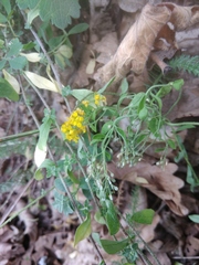 Odontarrhena muralis