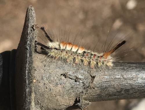 Douglas-fir tussock moth