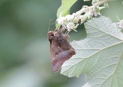 Hasora anura