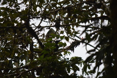 Cephalopterus ornatus