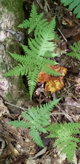 Phegopteris hexagonoptera
