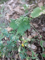 Odontarrhena muralis