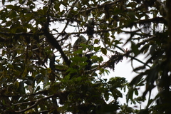 Cephalopterus ornatus