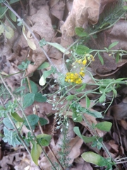 Odontarrhena muralis