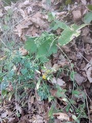 Odontarrhena muralis