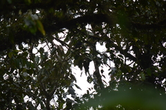 Cephalopterus ornatus