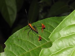 Anisoscelis foliaceus