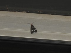 Scotura quadripuncta