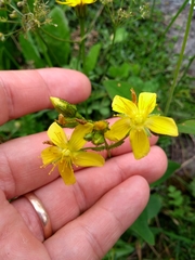 Hypericum montanum