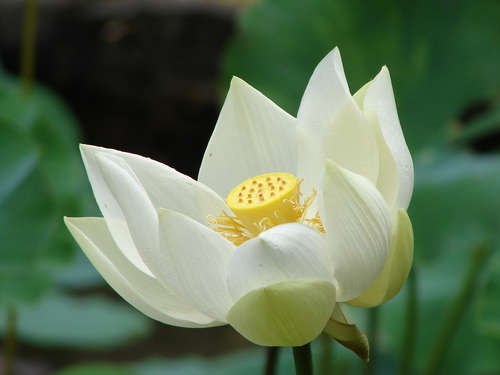 Nelumbonaceae image