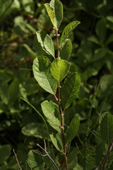 Salix starkeana