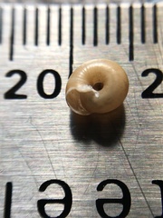 Polygyrinae