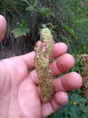 Sanguisorba dodecandra