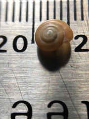 Polygyrinae