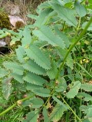 Sanguisorba dodecandra