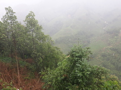 Cunninghamia lanceolata