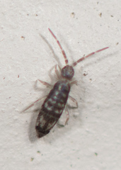 Seira bipunctata