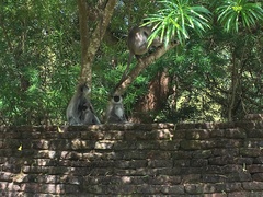 Semnopithecus priam thersites