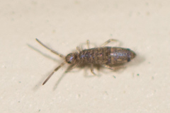 Seira bipunctata
