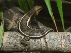 Zonosaurus laticaudatus