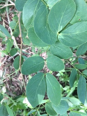 Mimosa caesalpiniifolia