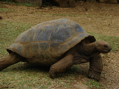 Aldabrachelys gigantea
