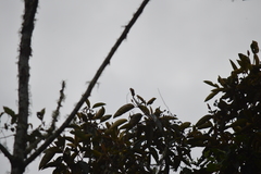 Chaetocercus mulsant