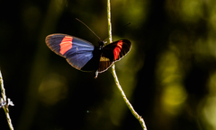 Heliconius melpomene vulcanus