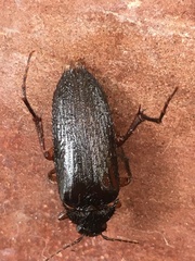 Cebrioninae