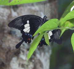 Papilio iswara