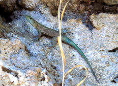 Dalmatolacerta oxycephala