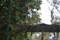 Troglodytes solstitialis