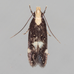 Chionodes phalacra
