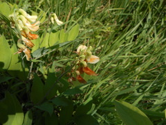 Lathyrus laevigatus