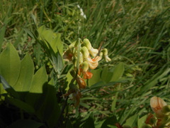 Lathyrus laevigatus
