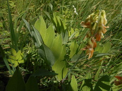 Lathyrus laevigatus